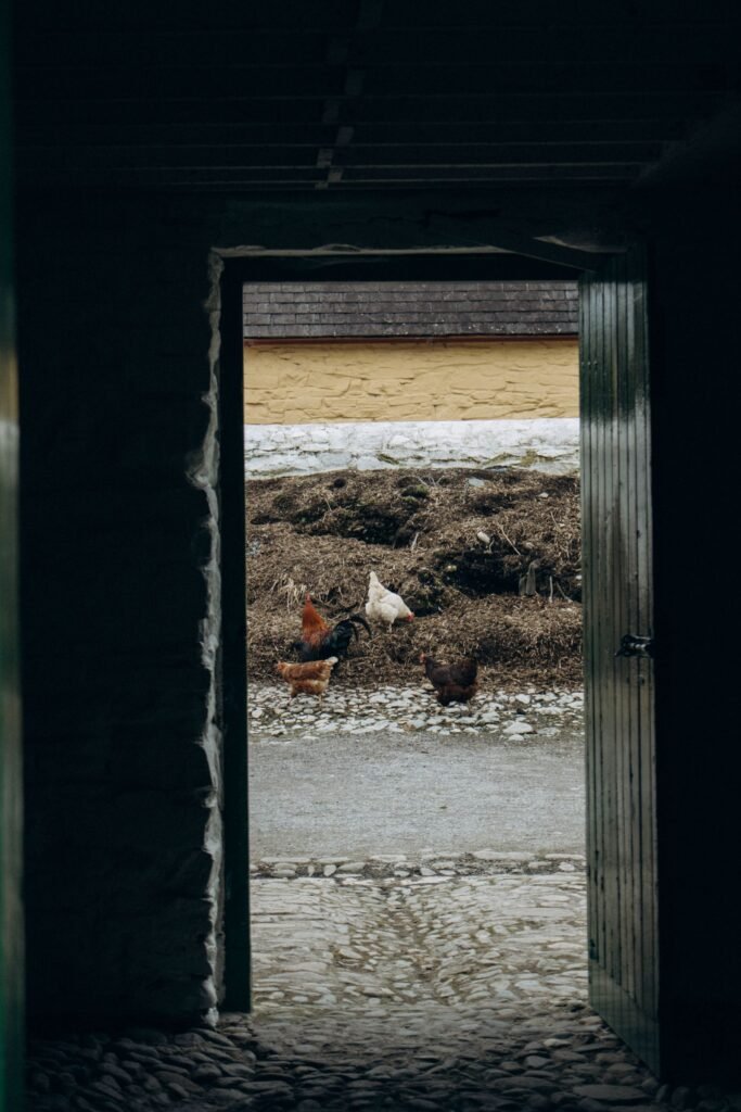 Hühner an der Stalltür